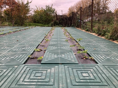 Питомник клубники, г. Москва